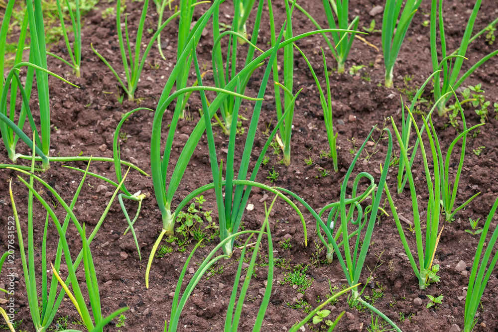 green sprout onions growing in the garden green sprout onions growing in the garden