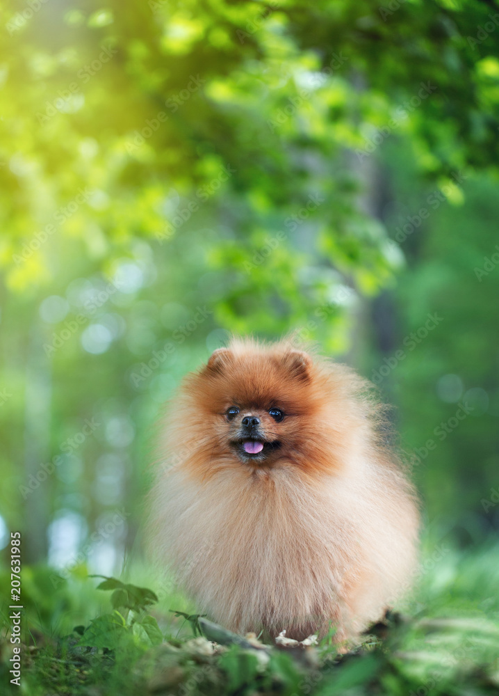 Pomeranian dog walking in the summer park. Beautiful dog