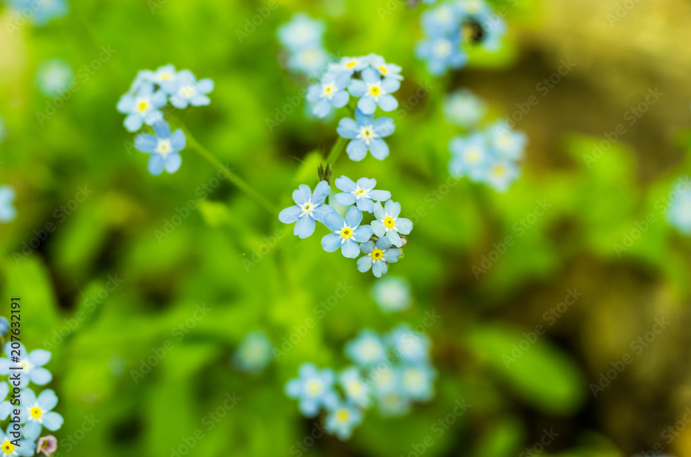 Blue field flower. Wild flower. Blue handicraft flower. Blue field flower. Wild flower. Blue handicraft flower.