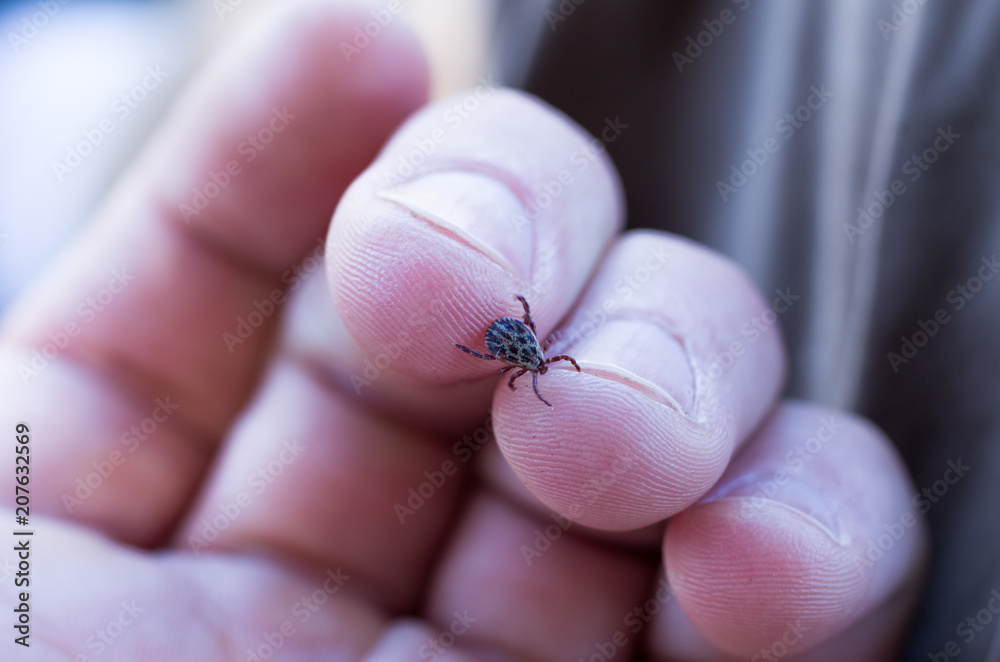 The tick is crawling on the arm. The tick is on the man's arm.