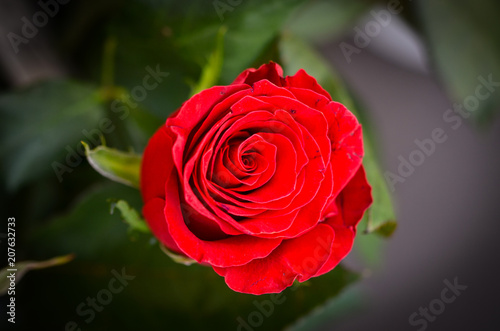 mix bunch of roses close up