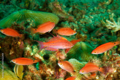 Filamented flasher wrasses male and harem of females, Paracheilinus filamentosus, Sulawesi Indonesia