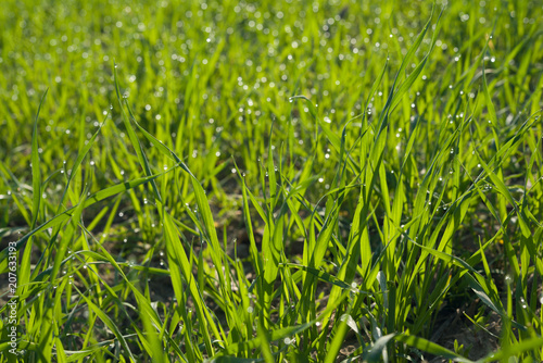 Fild of green grass with drops of dew