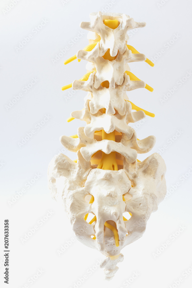Human lumbar spine model on white background Stock Photo | Adobe Stock