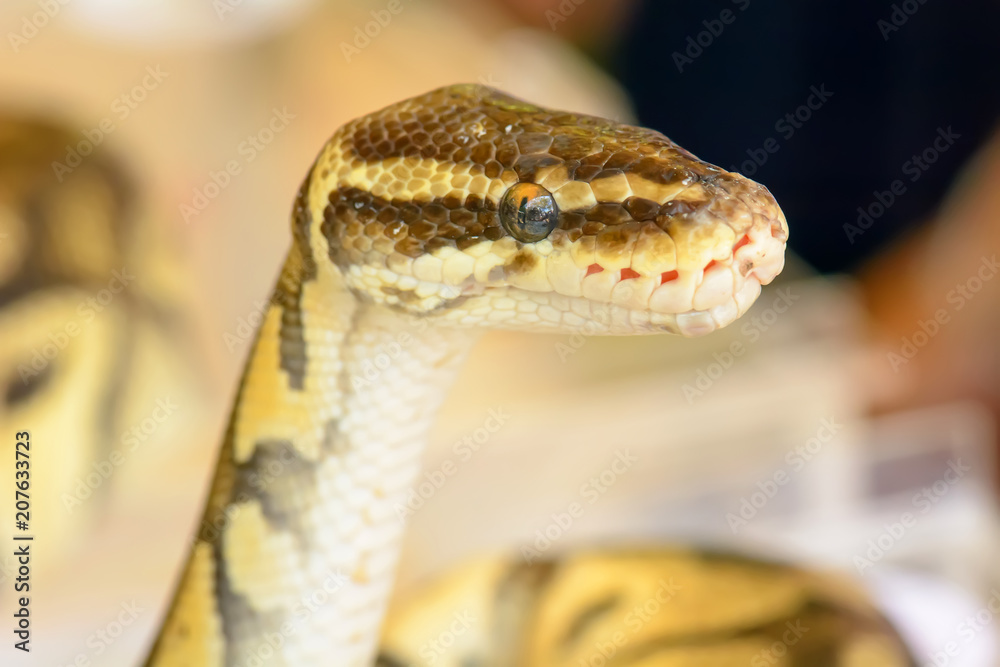 Fototapeta premium Albino burmese python is curled up. Its pet tame.