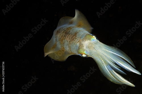 Bigfin reef squid, Sepioteuthis lessoniana, Sulawesi Indonesia.