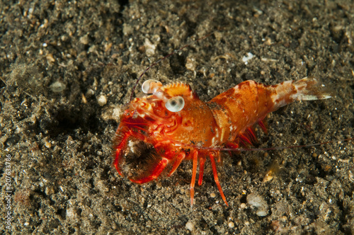 Humpback prawn  Metapenaeopsis lamellata  Sulawesi Indonesia.