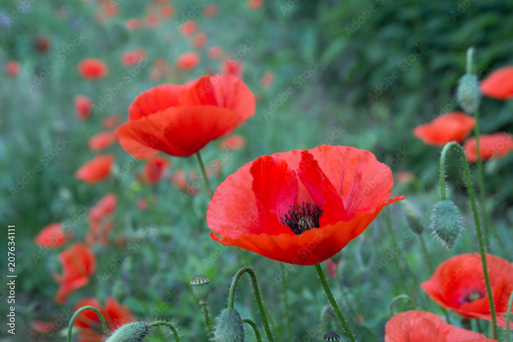 Fototapeta premium wild poppy flowers