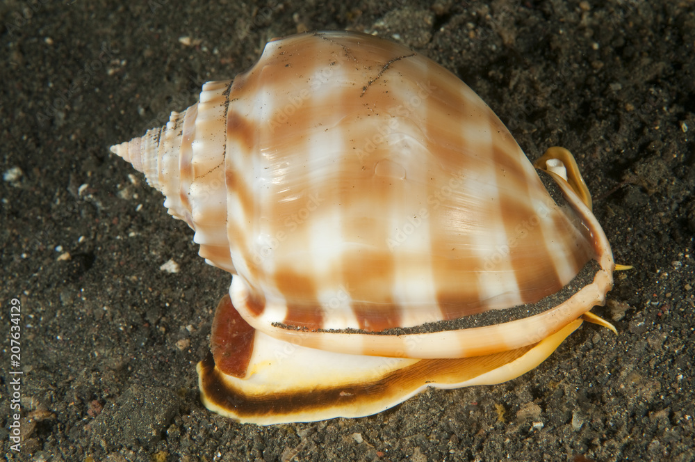 Helmet shell, Phalium bandatum, Sulawesi Indonesia. Helmet shell, Phalium bandatum, Sulawesi Indonesia.