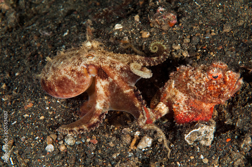 Octopus  Amphioctopus marginatus  attacking a bandtail scorpionfish  Scorpaenopsis neglecta  Sulawesi Indonesia.