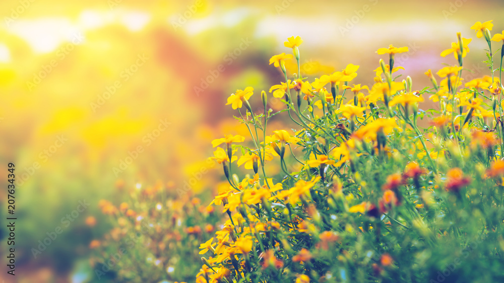 Obraz premium background nature Flower Mexican Aster. yellow flowers. In the flower garden.
