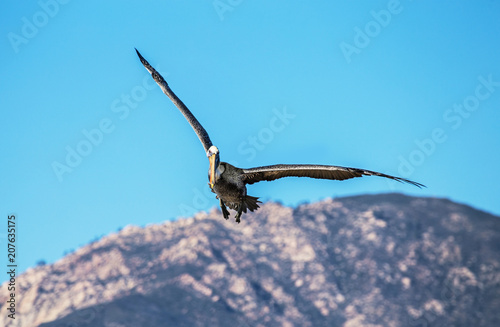 Pelican flying over Santa Barbara