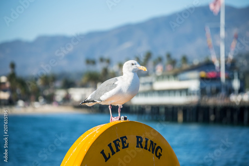 Seagull sitting on a Life Ring at the Santa Barbara Pier in California