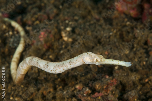 Pipefish, Trachyrhampus sp., Sulawesi Indonesia. photo