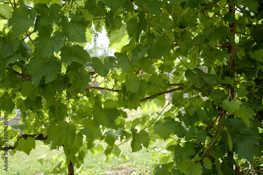 Fototapeta premium green vine plant