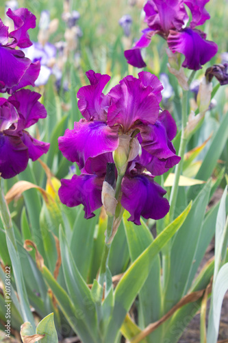 Fototapeta Naklejka Na Ścianę i Meble -  Iris Flower