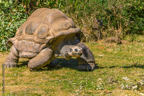 Giant tortoise (tortuga) on the zoo