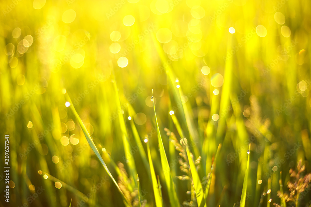 dew drops in the sun on the grass, abstract bokeh and focus