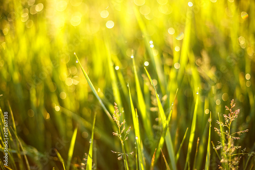 dew drops in the sun on the grass, abstract bokeh and focus