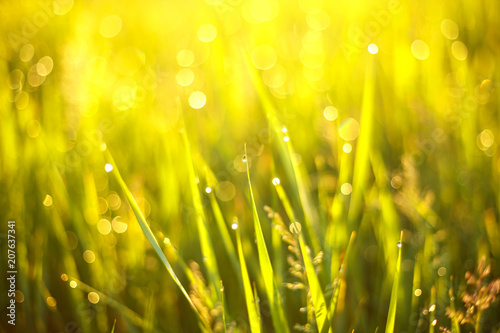 Fototapeta Naklejka Na Ścianę i Meble -  dew drops in the sun on the grass, abstract bokeh and focus