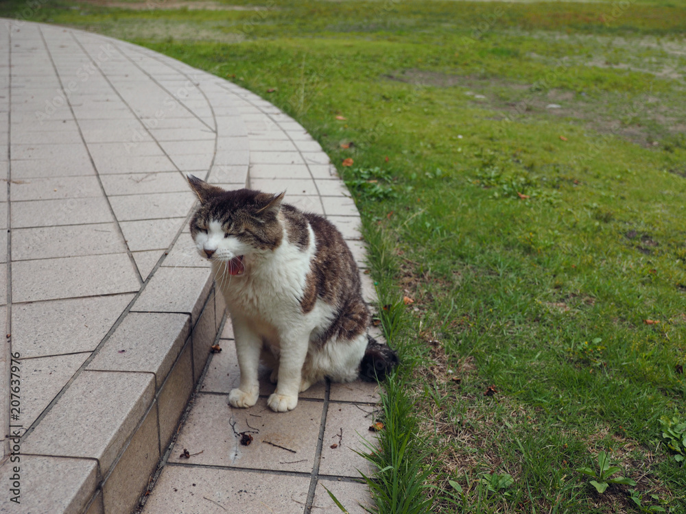 猫のあくび 猫のあくび
