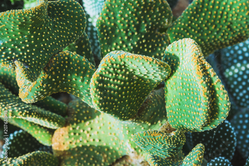 background nature. Natural background Cactus Garden Many species.Opuntia microdasys photo