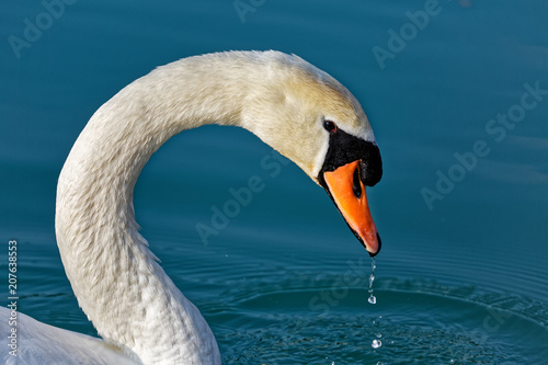Fototapeta Naklejka Na Ścianę i Meble -  Portrait de cygne 