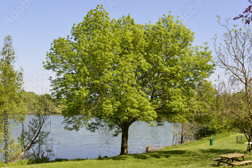 Zelkova du Japon, faux orme du Japon, Zelkova serrata photo