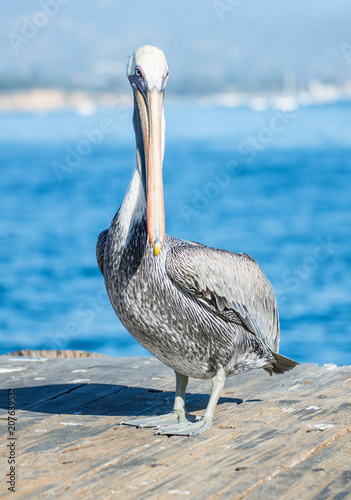 Pelican standing on a Pier at Santa Barbara