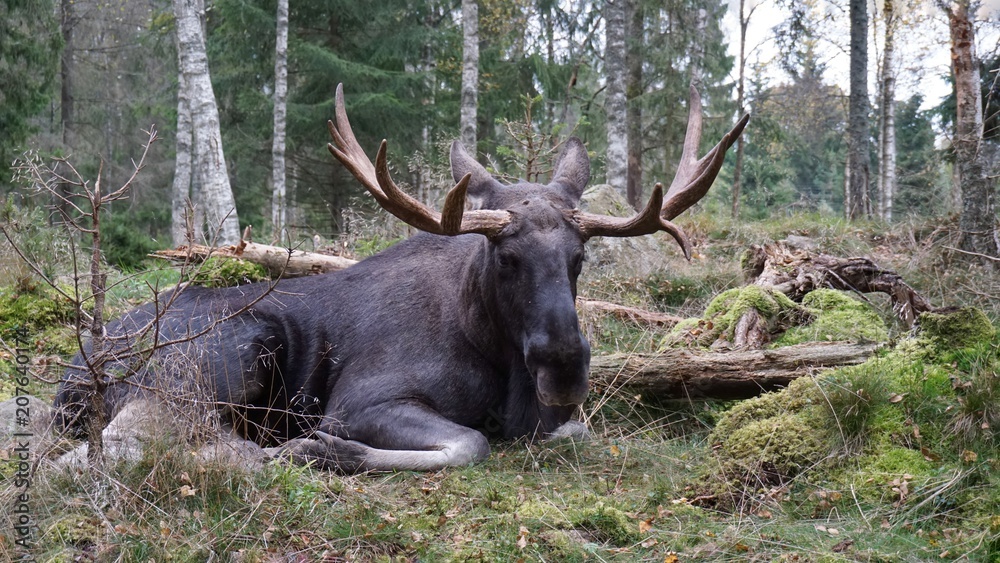 Elch in Schweden - Wilde Tiere Elch in Schweden - Wilde Tiere