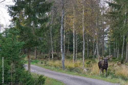 Elch in Schweden - Wilde Tiere © franziskahoppe