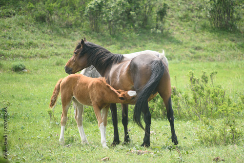 A foal and a horse sit on a green meadow.  