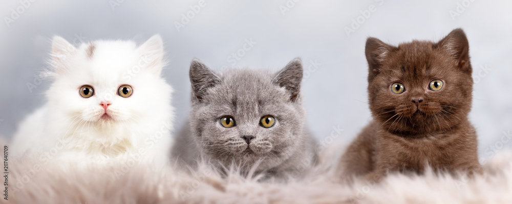 BKH und BLH Kitten - Britisch Kurzhaar und Langhaar - edel und hübsch