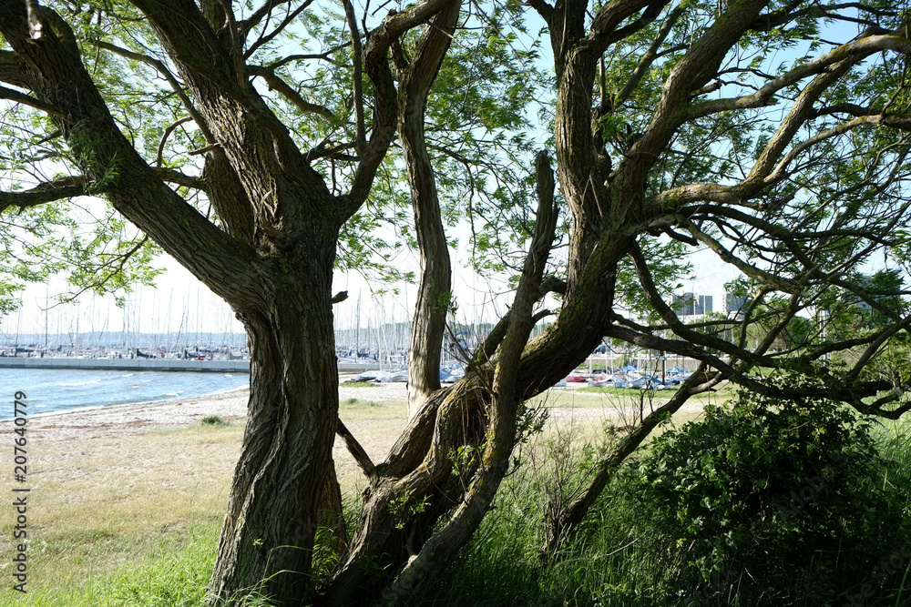 Baum in Strandnähe