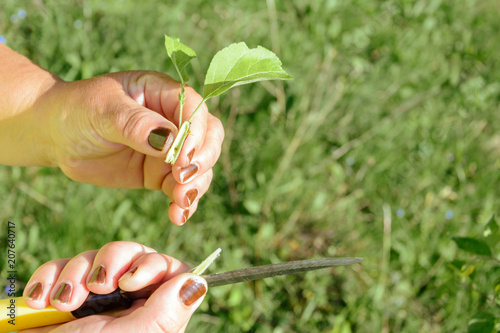 Okuling and inoculation of fruit tree in the garden photo