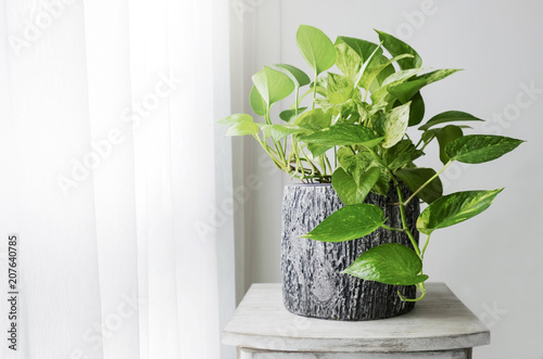 Golden pothos or Epipremnum aureum at window in the bedroom home and garden photo