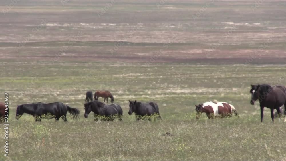 Herd of Wild Horses in the Utah Desert Herd of Wild Horses in the Utah Desert