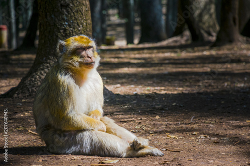 Wild monkeys at Azrou, Morocco