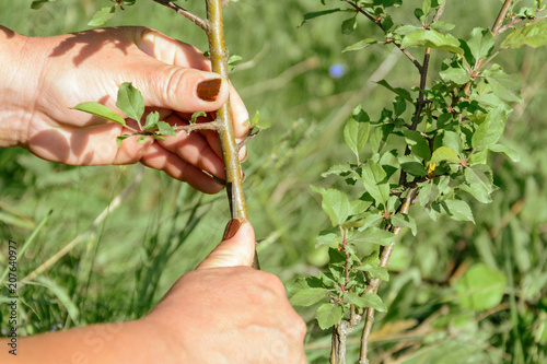 The gardener holds in the hands of a pinch of fruit tree photo