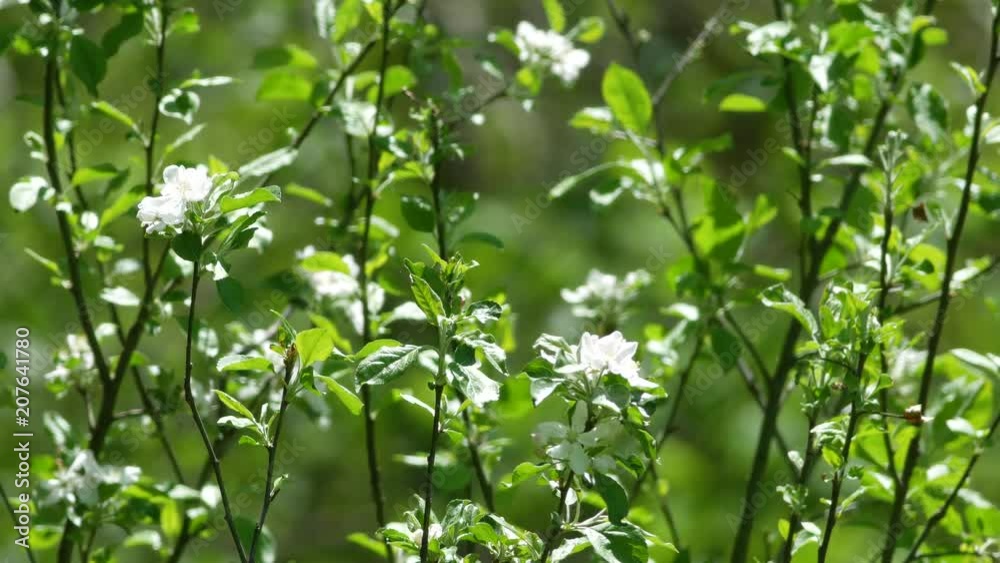 Close video of apple tree blossoms and branches gently blowing in the wind in the late springtime.