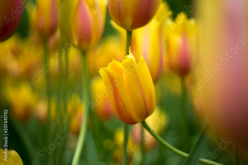 Artistic Tulips