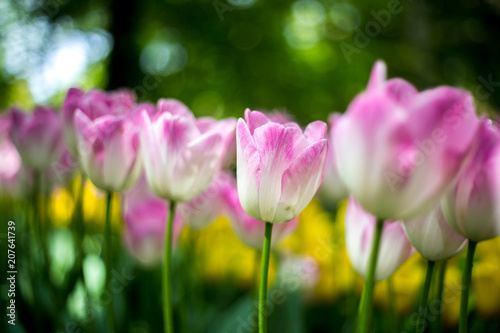 Pink Tulips