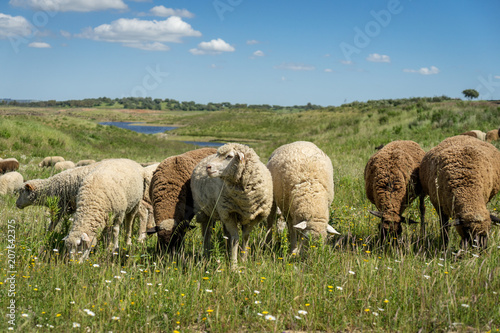 Schafe im Alentejo, Portugal