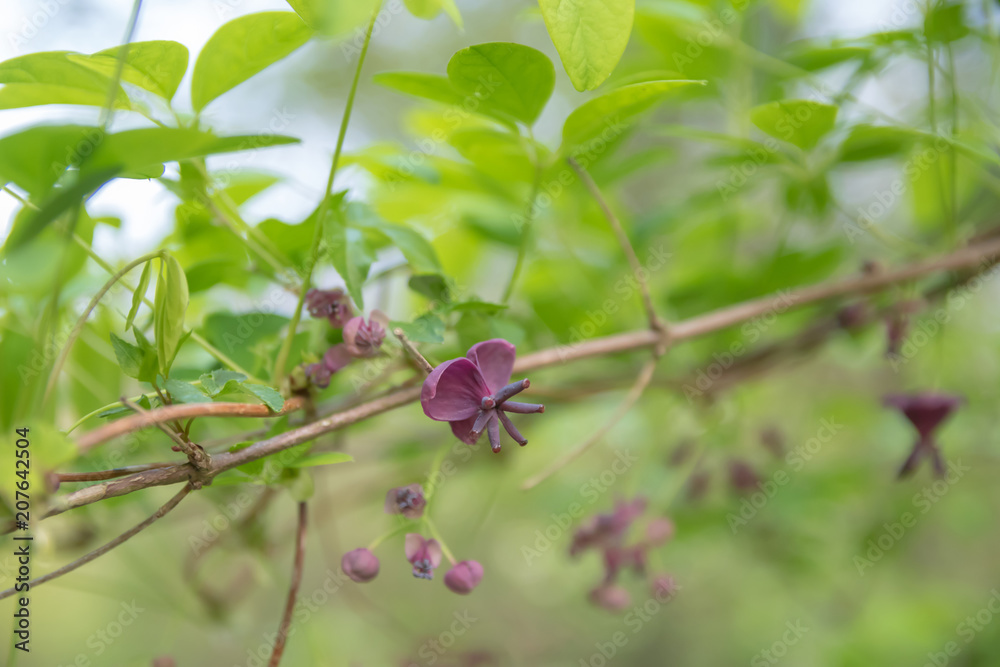 アケビの花 アケビの花
