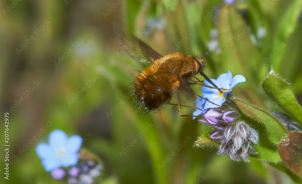 Greater Bee Fly 1