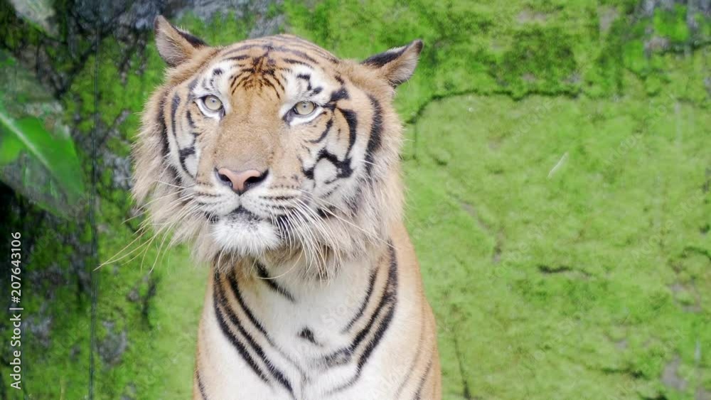 close-up. Bengal tigers in natural waterfalls. 4K Resolution close-up. Bengal tigers in natural waterfalls. 4K Resolution