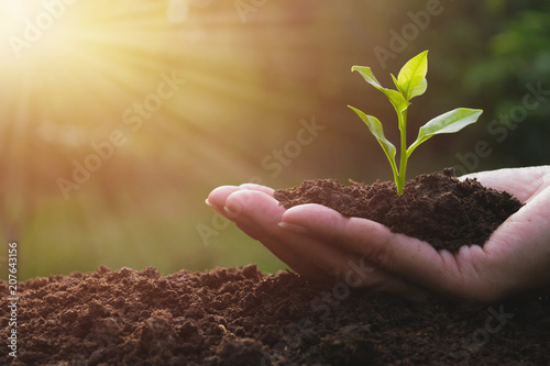 closeup hand of person holding abundance soil with young plant in hand   for agriculture or planting peach nature concept. photo