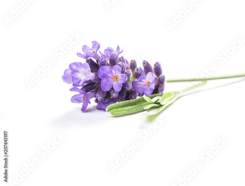 Lavender flowers isolated white background macro