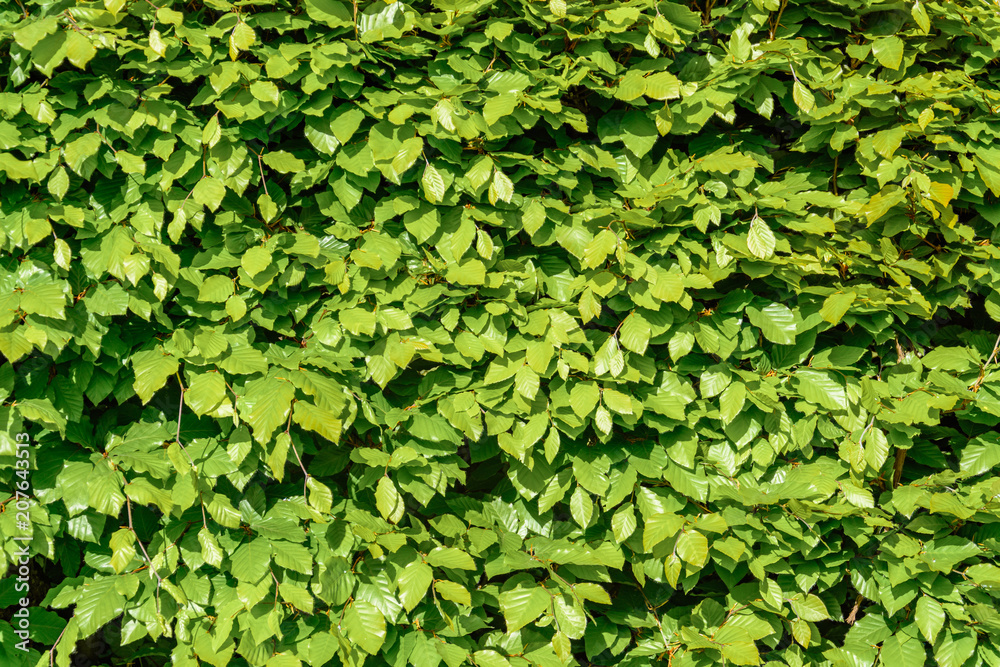 Obraz premium green hornbeam hedgehog in the spring close up