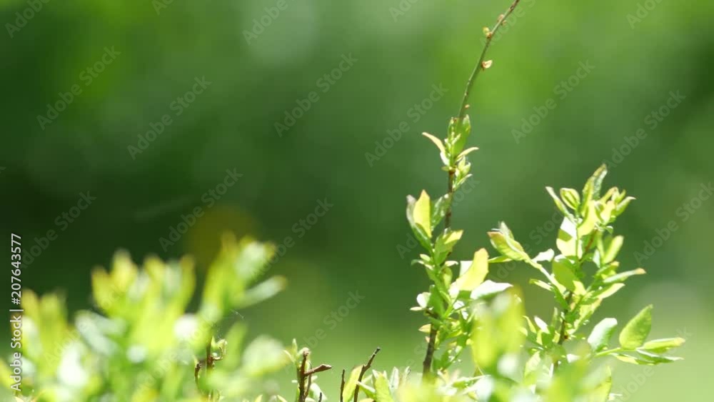 Several branches of a blueberry bush blowing in the wind in the foreground with trees and a green lawn in the background blurred. Several branches of a blueberry bush blowing in the wind in the foreground with trees and a green lawn in the background blurred.